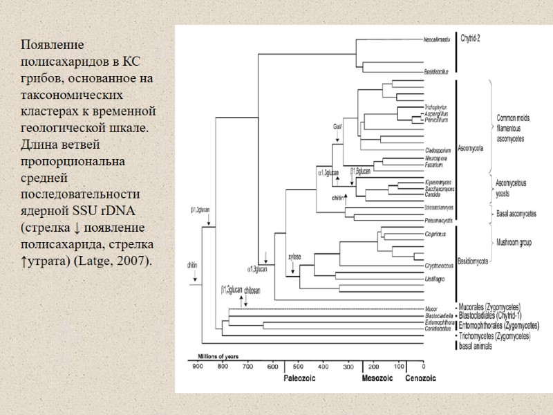 Появление полисахаридов в КС грибов, основанное на таксономических кластерах к временной геологической шкале. Длина